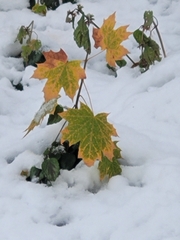 Acer platanoides