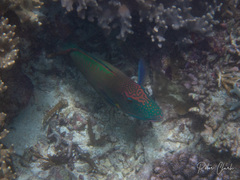 Cetoscarus ocellatus