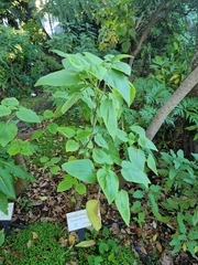 Teucrium abutiloides