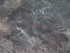 Cetoscarus ocellatus