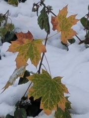 Acer platanoides