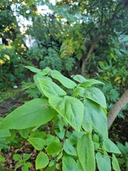 Teucrium abutiloides