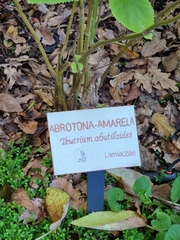 Teucrium abutiloides