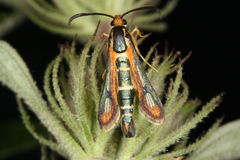Chamaesphecia zimmermannii