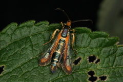 Chamaesphecia zimmermannii
