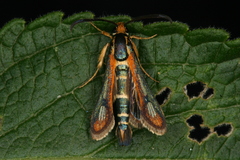 Chamaesphecia zimmermannii