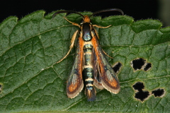 Chamaesphecia zimmermannii
