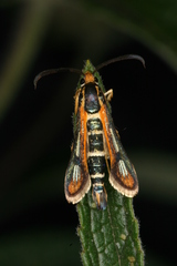 Chamaesphecia zimmermannii