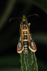 Chamaesphecia zimmermannii