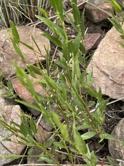 Acalypha caperonioides
