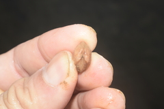 Arcopsis adamsi