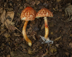 Rugosospora pseudorubiginosa