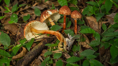 Rugosospora pseudorubiginosa