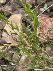 Acalypha caperonioides