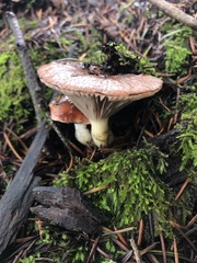 Gomphidius subroseus