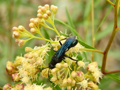 Stangeella cyaniventris