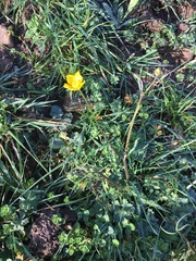 Ranunculus auricomus