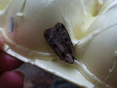 Noctuina