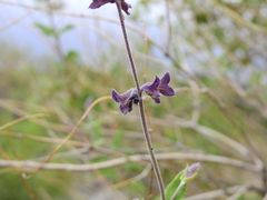 Salvia cuspidata