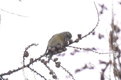 Loxia pytyopsittacus
