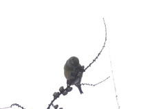 Loxia pytyopsittacus