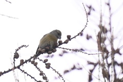 Loxia pytyopsittacus