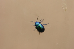 Chrysolina coerulans