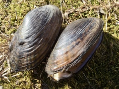 Sagittunio subrostratus