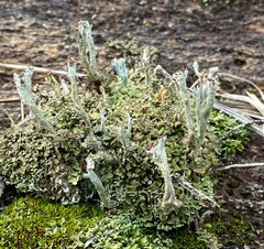 Cladonia subcariosa