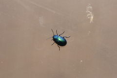 Chrysolina coerulans