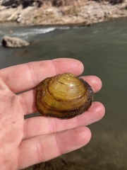 Cyclonaias necki