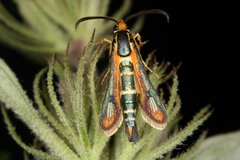 Chamaesphecia zimmermannii
