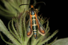 Chamaesphecia zimmermannii