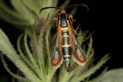 Chamaesphecia zimmermannii