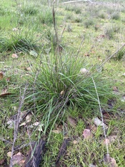 Festuca californica