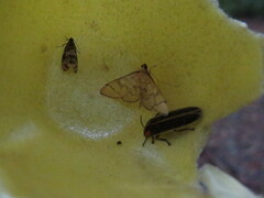 Blepharomastix ranalis