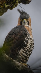Spizaetus ornatus