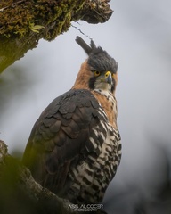 Spizaetus ornatus