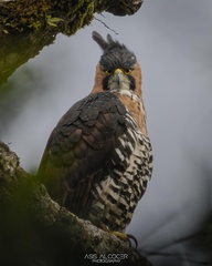 Spizaetus ornatus