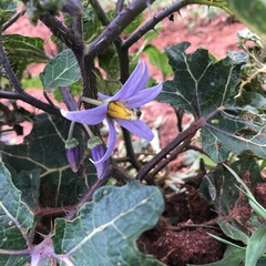 Solanum palinacanthum