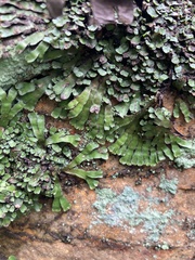 Targionia hypophylla