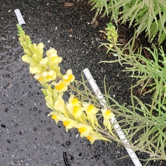 Linaria vulgaris