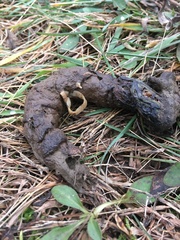 Cestoda