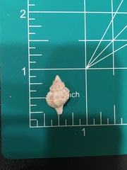 Calotrophon ostrearum