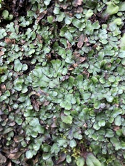 Targionia hypophylla