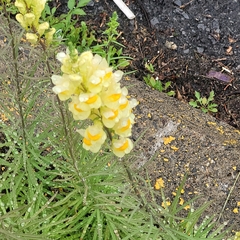 Linaria vulgaris
