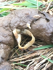 Cestoda