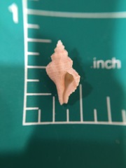 Vokesinotus perrugatus
