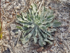 Chrysopsis subulata