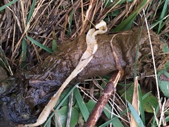 Cestoda